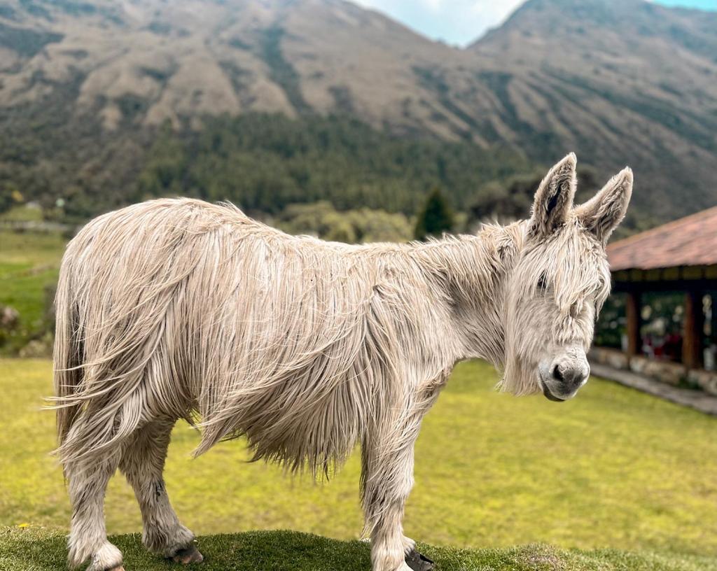 Hacienda Hosteria Dos Chorreras Куенка Екстер'єр фото